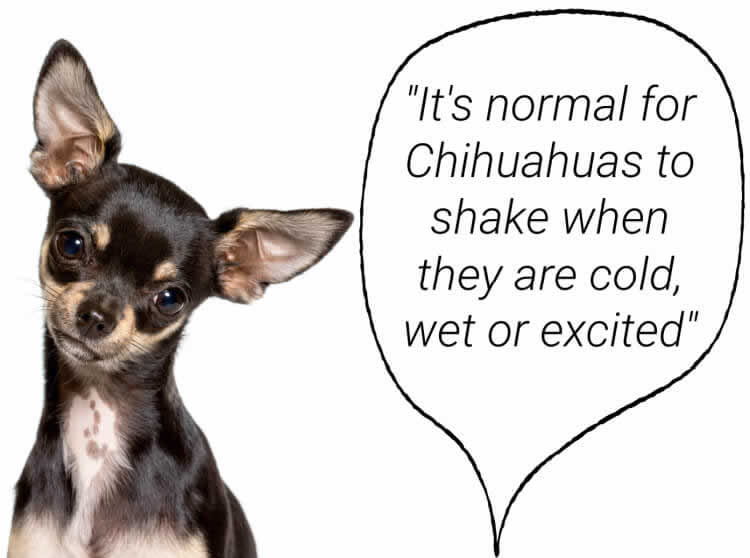 Chihuahua sitting next to a text bubble saying "It's normal for Chihuahuas to shake when they are cold, wet or excited"