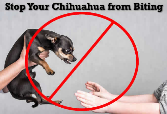 Stop your Chihuahua from biting