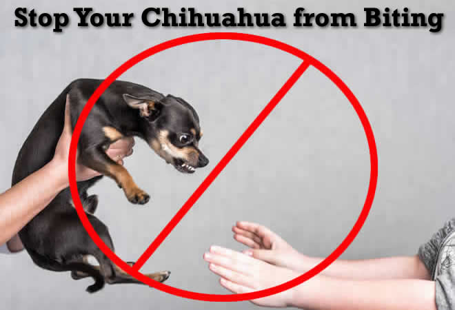 People Are Obsessed With This American Bully Chihuahua Cross: 'Not