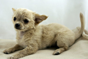 White Chihuahua Puppy