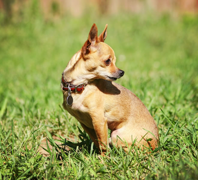 chihuahua itchy skin remedy