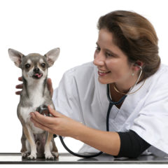 Chihuahua Arthritis