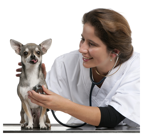 Diagnosing and Treating Chihuahua Arthritis