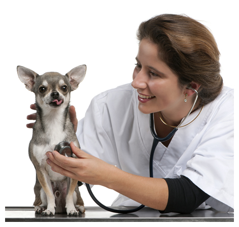 Chihuahua Arthritis