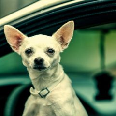 chihuahua-car-ride-ready