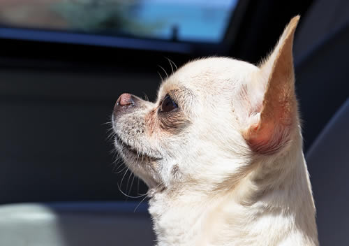 Chihuahua car ride anxiety