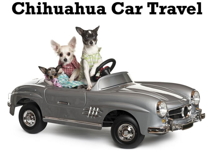 Chihuahua car travel