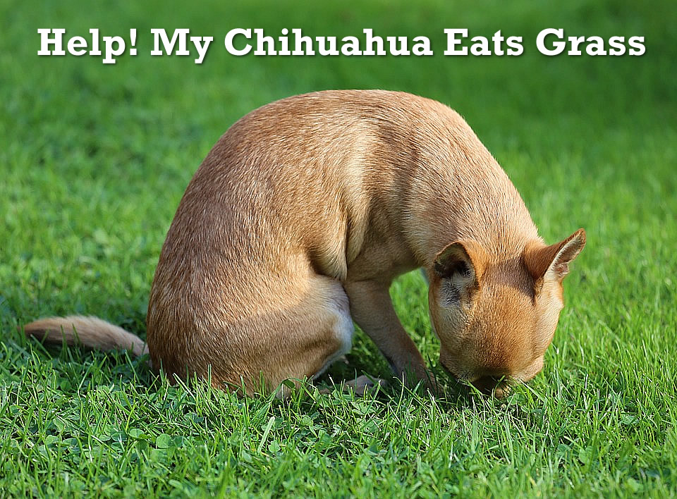 Chihuahua eating grass