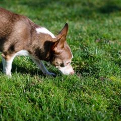 Chihuahua eating green grass