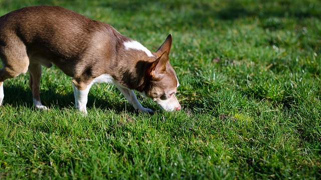 chihuahua eating grass