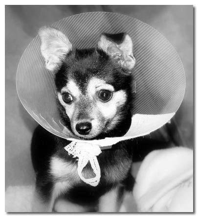 Chihuahua In Recovery