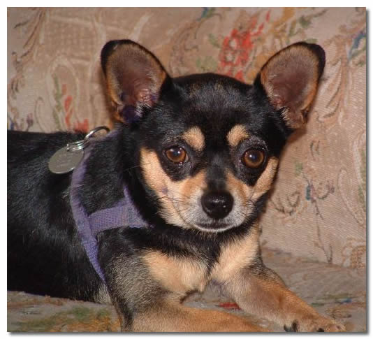 Chihuahua Laying On The Couch