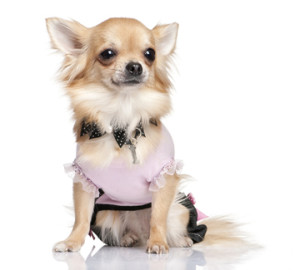 What To Expect From a Chihuahua's Heat Cycle