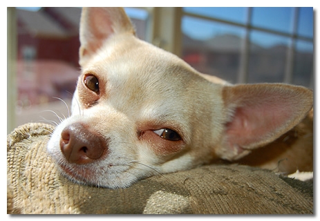 Your Chihuahua Spayed or Neutered