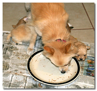 Chihuahua Eating Food