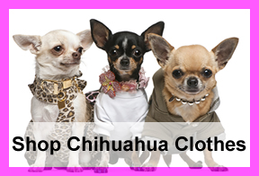 chihuahua-clothes-shop