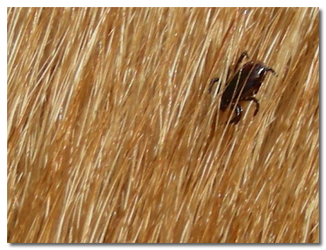 Tick In a Chihuahua's Fur