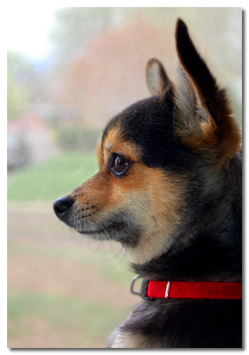 Bored Chihuahua Looking Out The Window