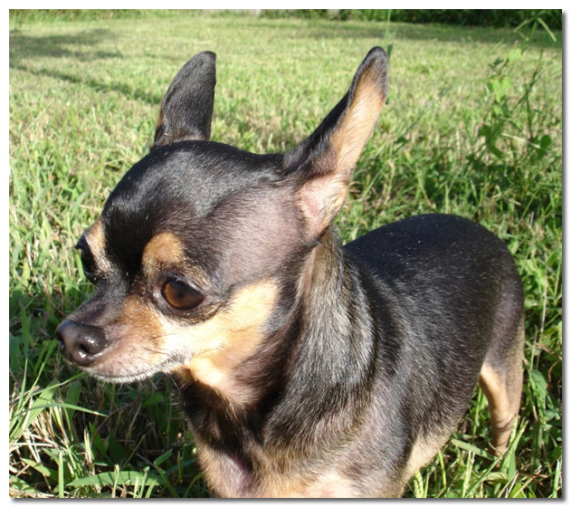 Chihuahua Running Outside