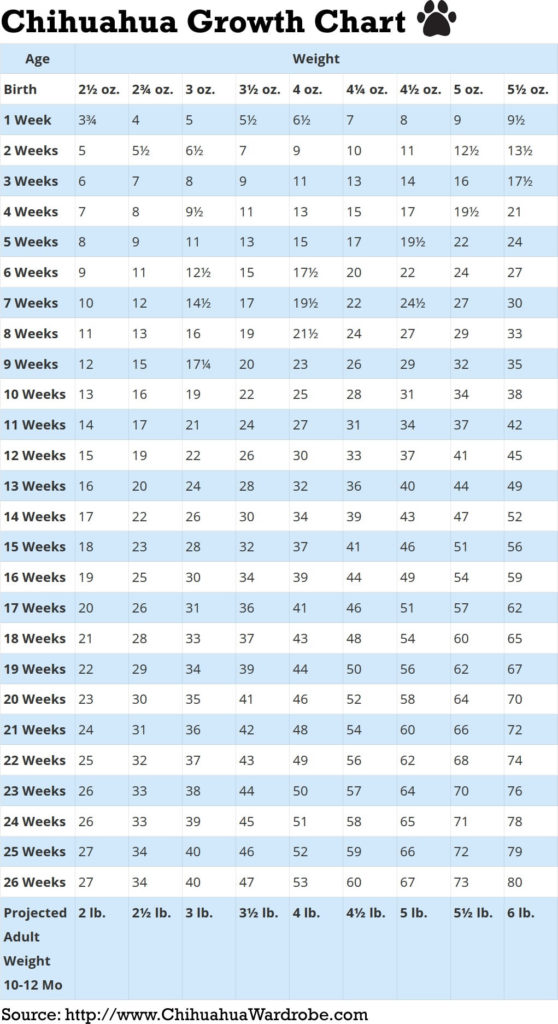 Small Dog Age Chart