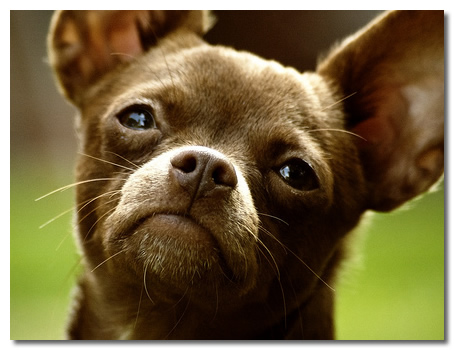 Brown-colored Chihuahua with separation anxiety