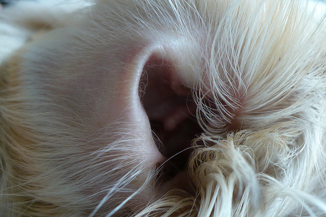 The ear canal of a white-colored Chihuahua
