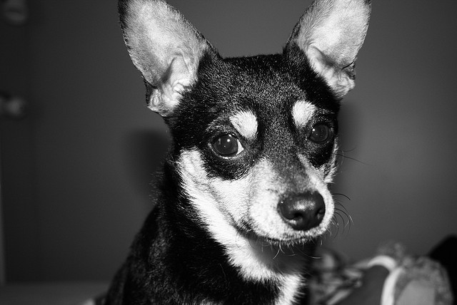 Chihuahua with an ear infection