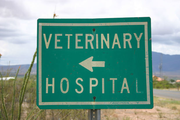 Roadside sign for Veterinary hospital
