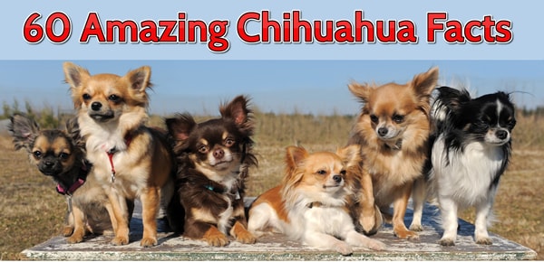 60 datos sorprendentes sobre los chihuahuas