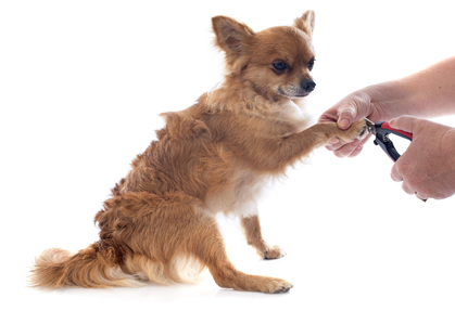 Chihuahua getting his nails clipped
