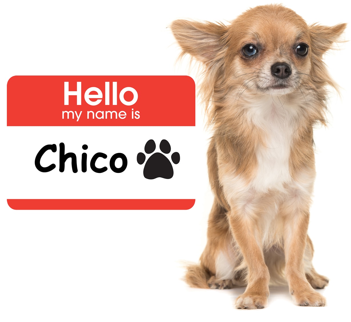 Chico Chihuahua