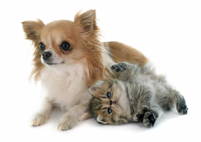 Chihuahua nursing kitten