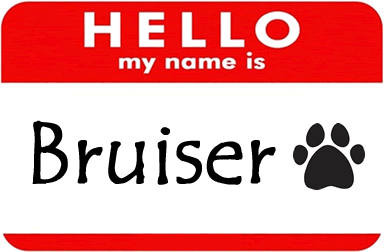 Chihuahua name tag with "Bruiser"