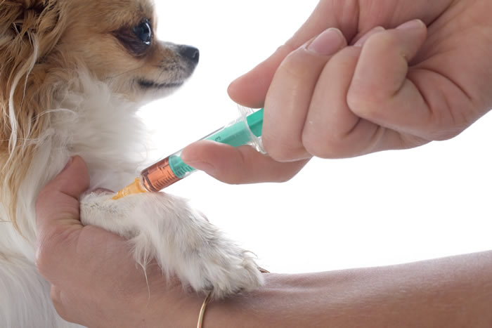 Chihuahua adverse reaction to vaccination