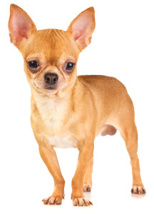 Apple-head Chihuahua