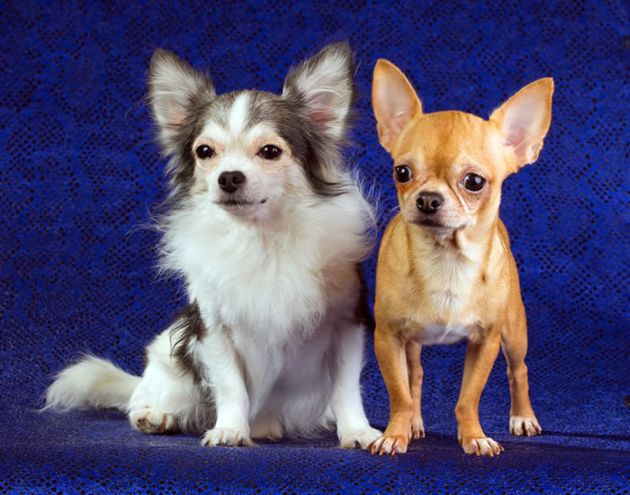 Chihuahua de pelaje largo y de pelaje liso