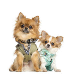 Two well-dressed Chihuahuas ready to be named