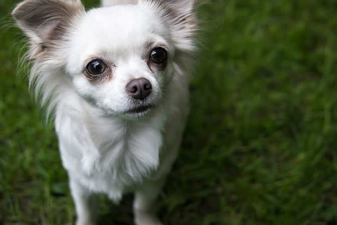 Chihuahu con pelaje blanco sólido