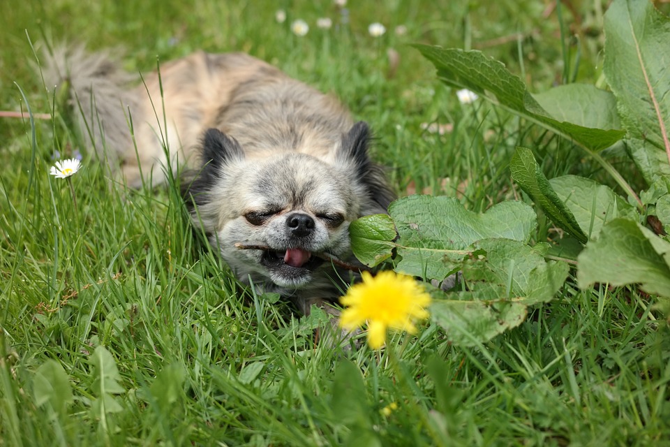 Chihuahua eating grass