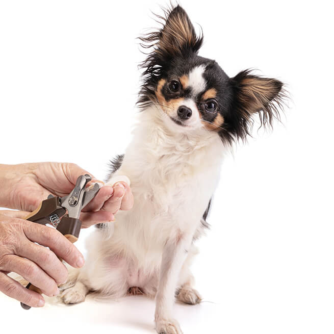 Chihuahua getting nails clipped