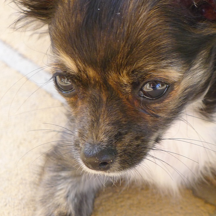 Brown-colored Chihuahua with severe tear stains