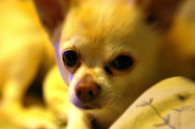 Chihuahua Tear Stains Causes, Prevention and Treatment