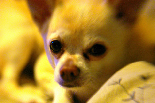 Chihuahua with tear stains