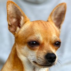 Chihuahua Tear Stains