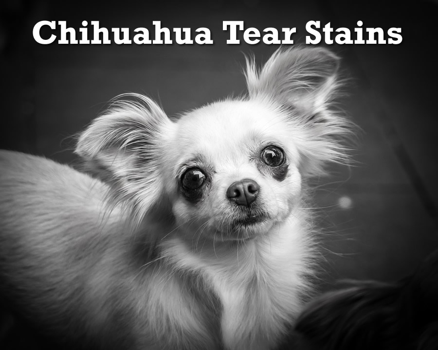 White-colored Chihuahua with visible tear stains