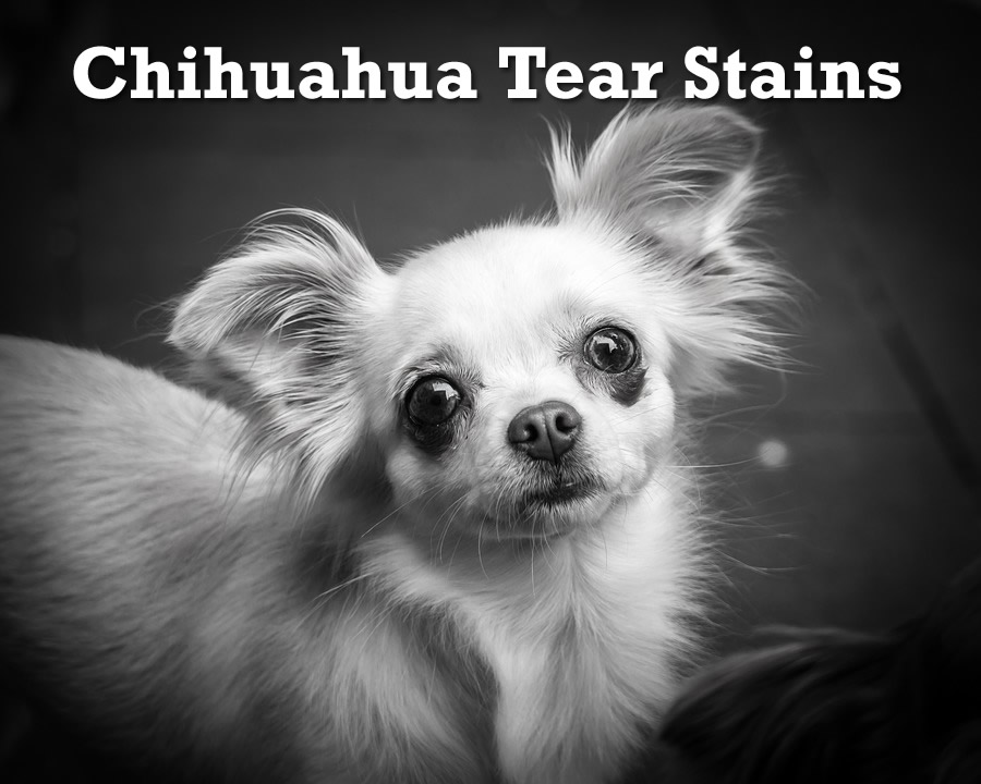 how to clean tear stains on dogs face