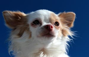 Langhaariger Chihuahua bellt nicht
