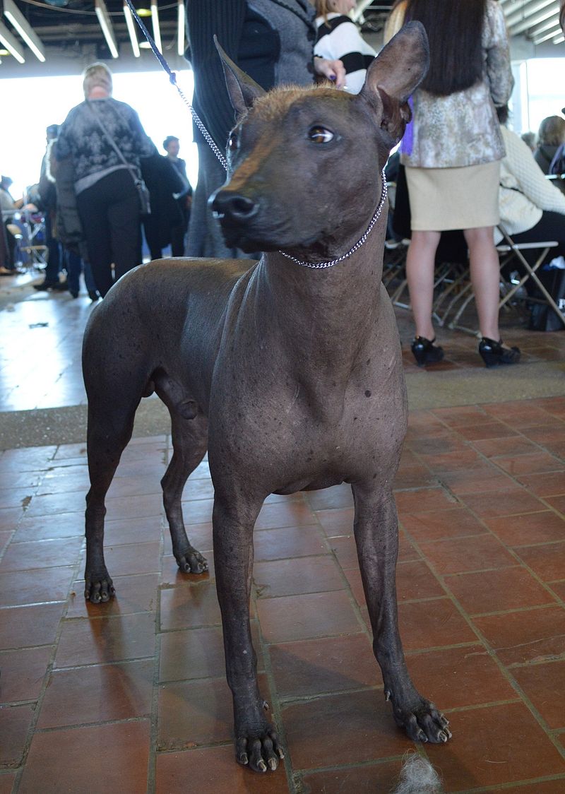Giorgio Armani, the first Xoloitzcuintli to be named best of its breed at the Westminster Dog Show