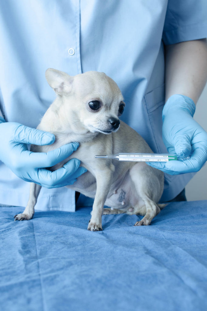 Chihuahua vaccine