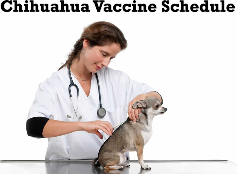 Chihuahua vaccines